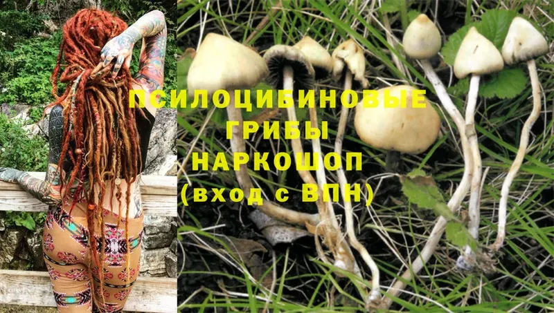 kraken   купить   Анива  Псилоцибиновые грибы Cubensis 